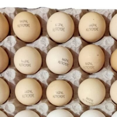 12 Nagpal Desi Eggs